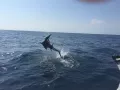 IMG 0310