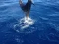 IMG 0523