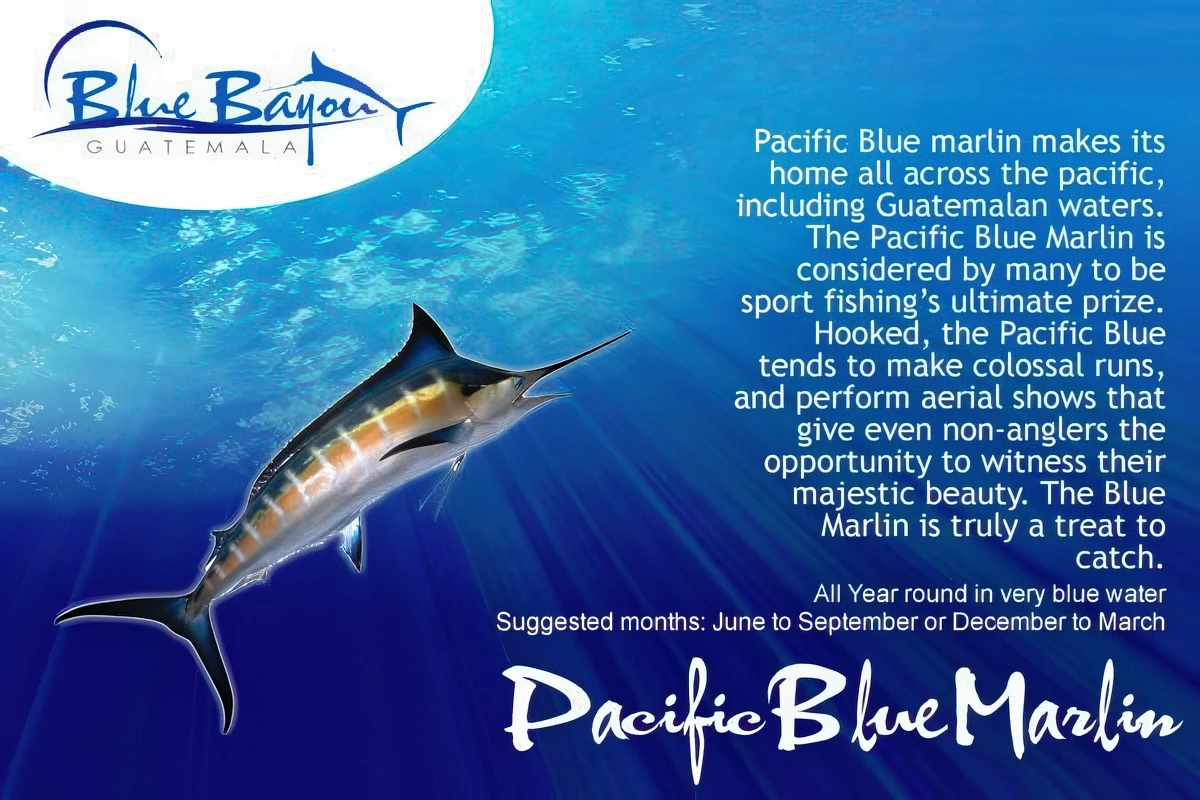img pacificbluemarlinb img pacificbluemarlinb