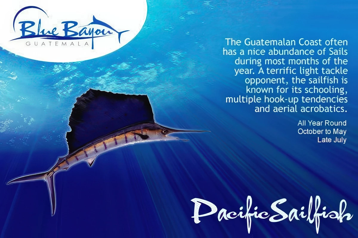 img pacificsailfishb img pacificsailfishb
