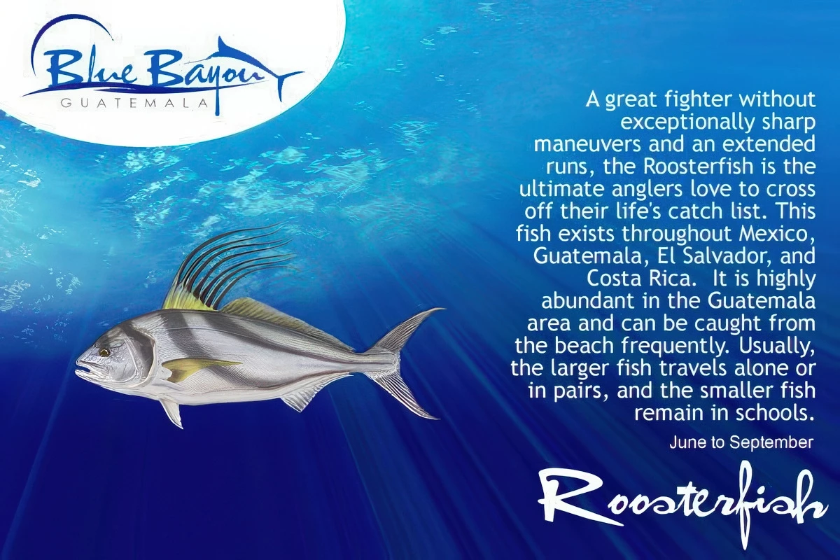 img roosterfishb img roosterfishb