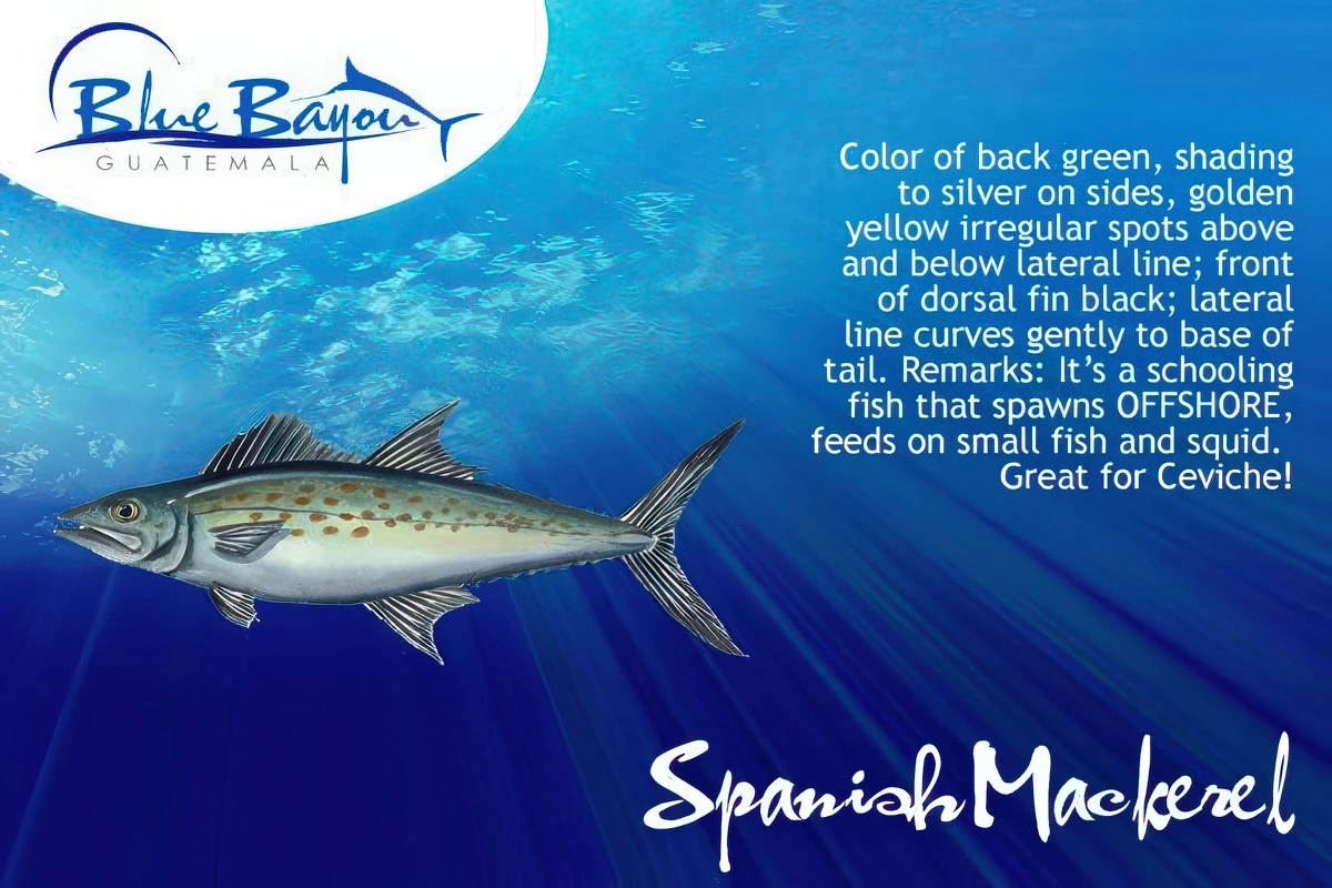 img spanishmackerelb img spanishmackerelb